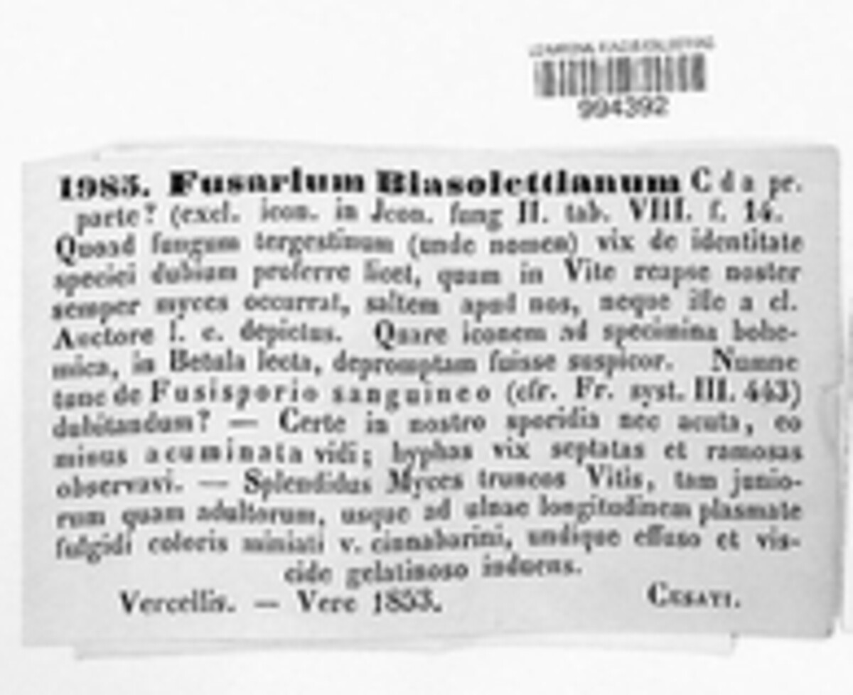 Fusarium biasolettianum image